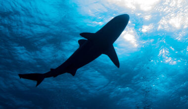 Minnesota woman dies following shark attack in U.S. Virgin Islands