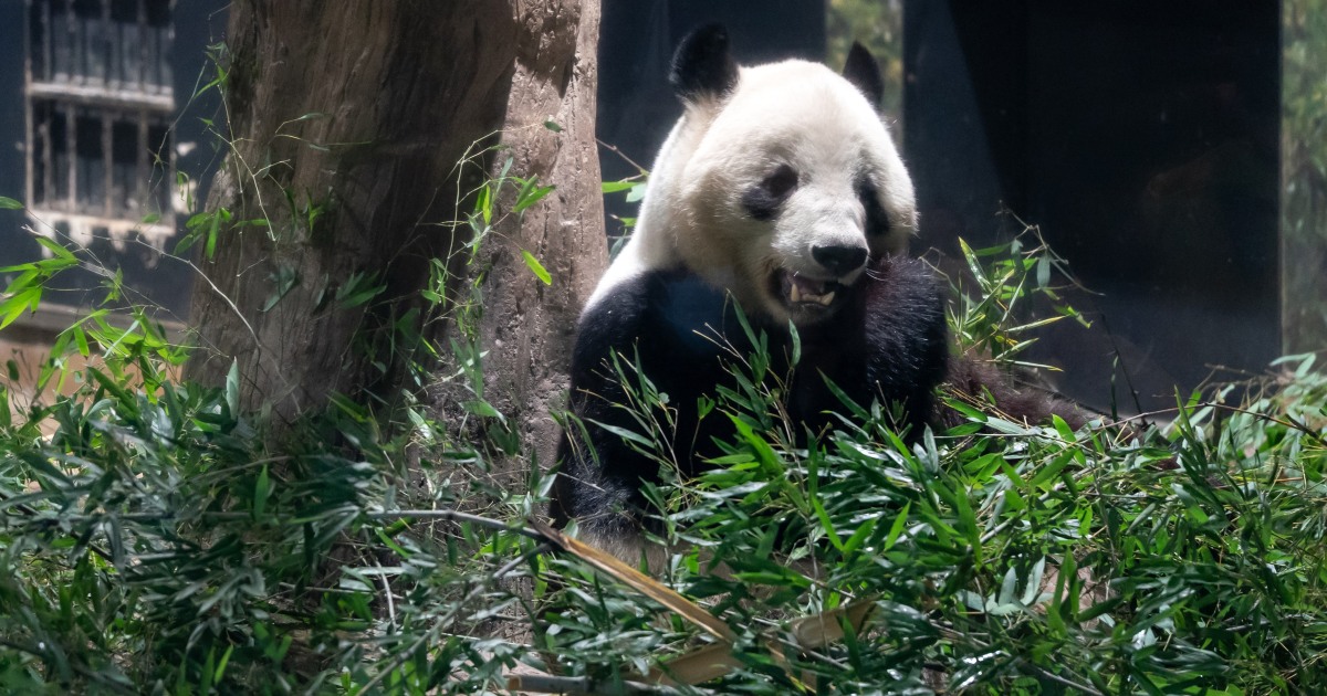 The last 2 pandas in Japan are leaving for China as ties are strained