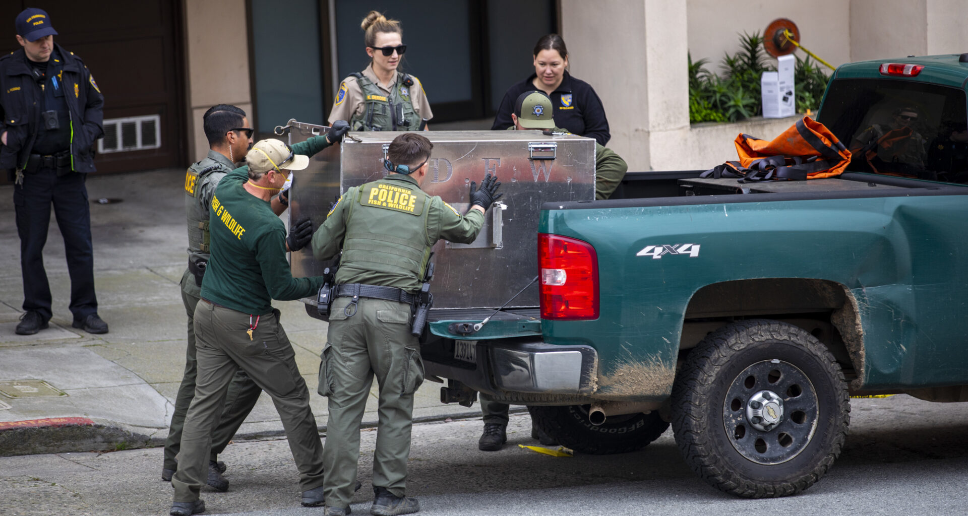 San Francisco Mountain Lion Is Tranquilized and Captured for Release Elsewhere