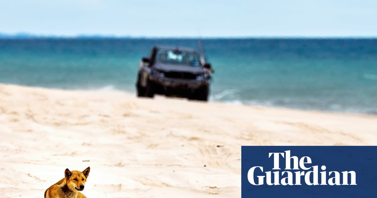 Canadian backpacker’s death poses question for Queensland’s K’gari: can dingoes and tourists coexist? | K'gari (Fraser Island)