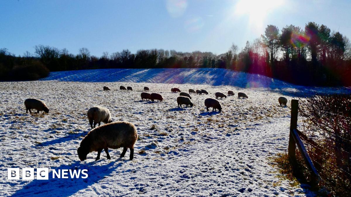Wintry showers left parts of Hertfordshire, including Tring (pictured) with a dusting of snow. The picture is of a snowy field which has 21 sheep in it, some in the foreground and some in the background of the picture.