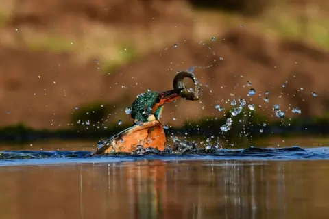 Caitlyn McDonald A kingfisher emerging from the water with a freshly caught fish in its beak, surrounded by splashing droplets. The bird’s vibrant blue and orange plumage contrasts against the blurred earthy background, and the water surface reflects the action.