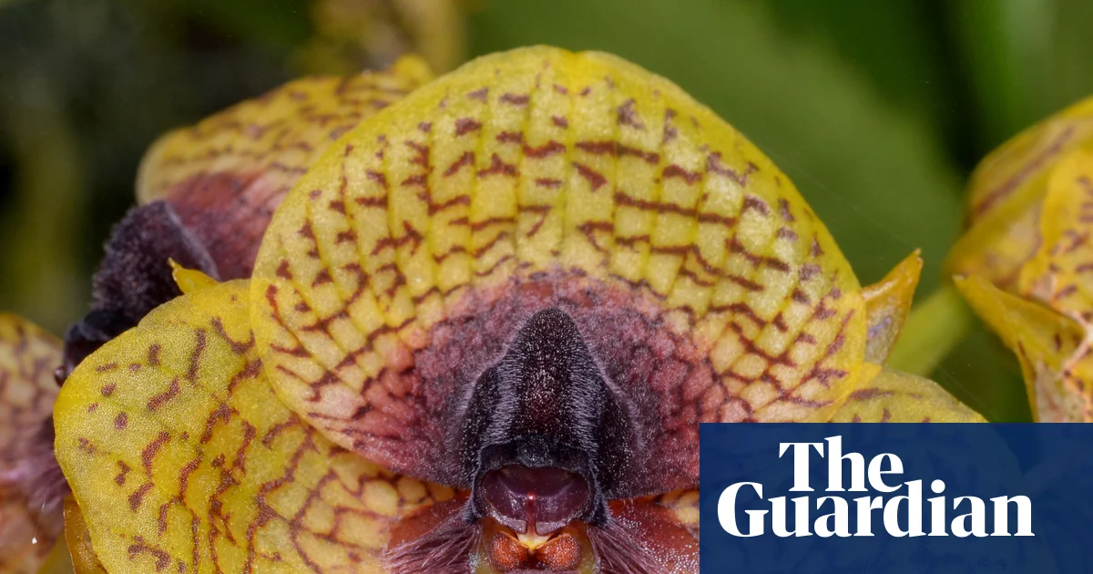 Fly-arousing orchid and zombie fungus among 2025 botanical and fungal finds | Plants