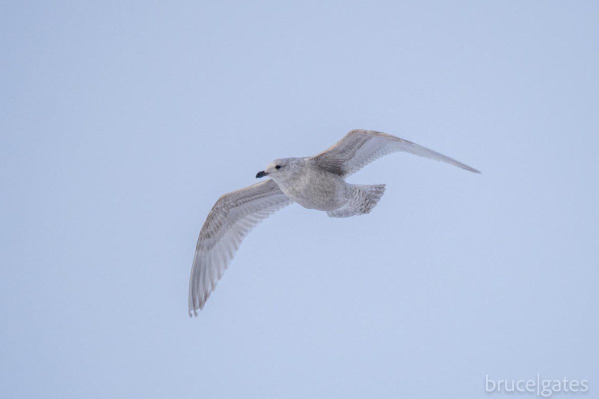 Thirty-eight species spotted during Sudbury Christmas Bird Count