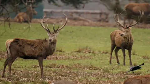 PA Media Two male deer with large antlers on a grassy area