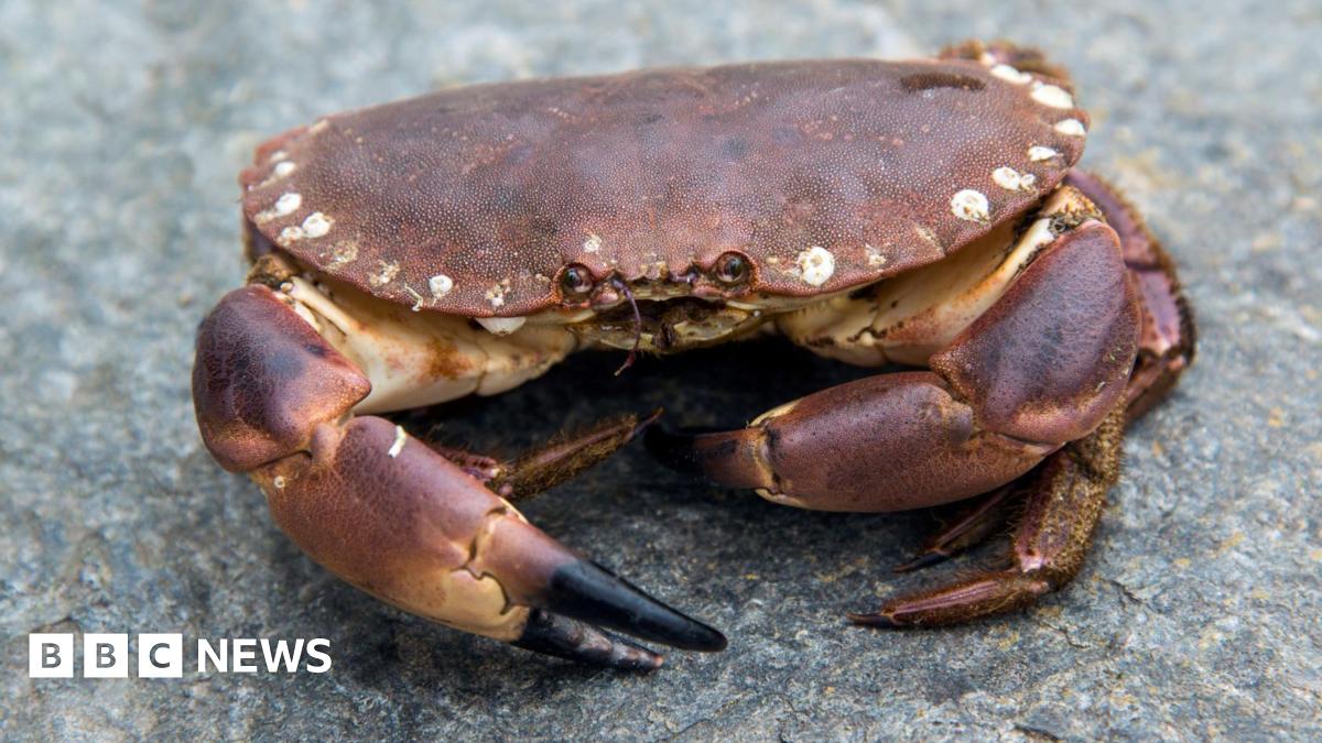 A small, red crab is pictured on top of a grey rock.