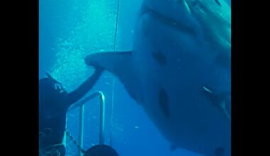 Deep Blue, largest great white shark ever recorded, back in spotlight