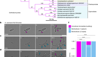 Genetic switch between unicellularity and multicellularity in marine yeasts