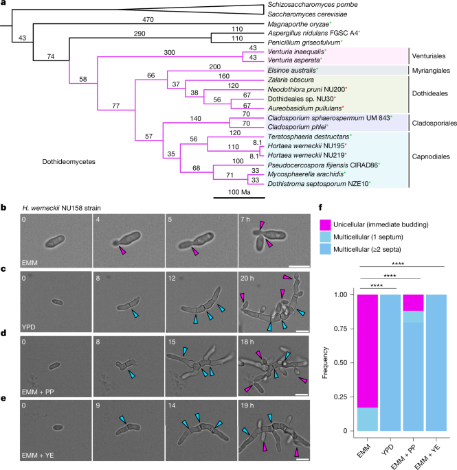 Genetic switch between unicellularity and multicellularity in marine yeasts