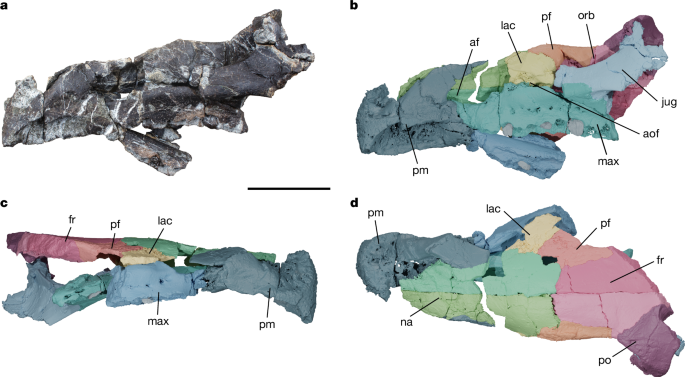 A hidden diversity of ceratopsian dinosaurs in Late Cretaceous Europe