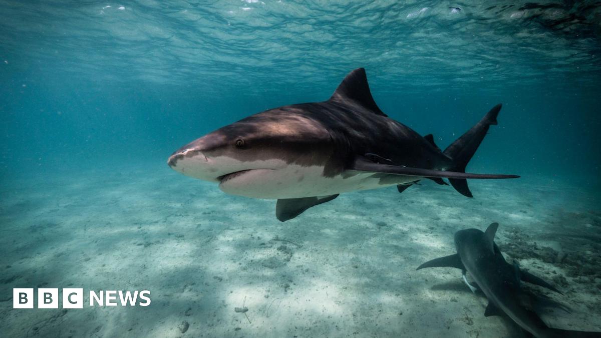 A shark swimming over a sandy sea floor where another shark lays