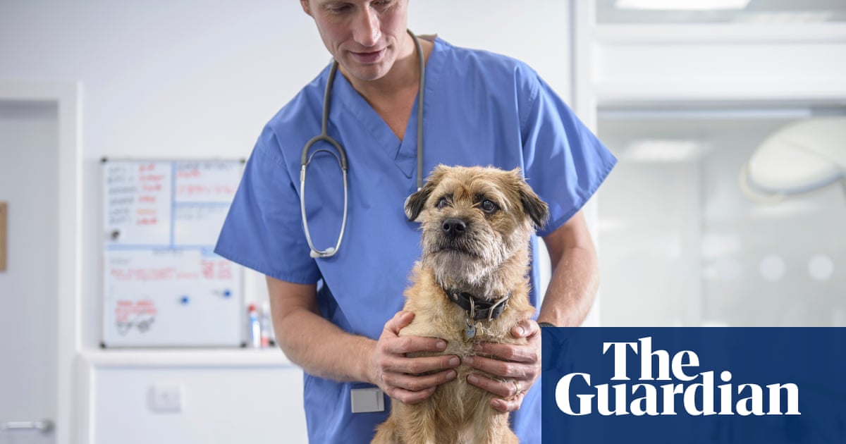UK veterinary sector reforms planned to tackle high costs of pet care | Consumer affairs
