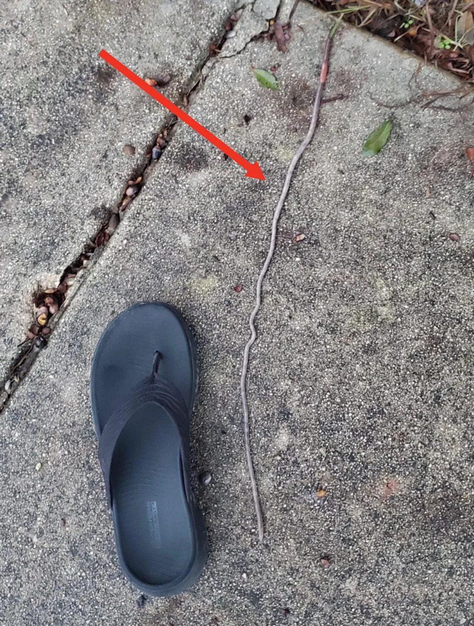 A flip-flop sandal lies on a concrete path next to a thin, elongated twig