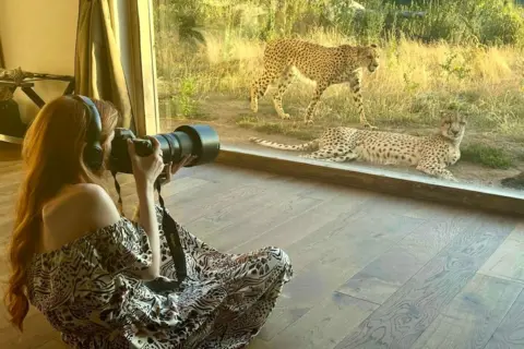 Caitlyn sitting indoors with a large camera, photographing two cheetahs outside through a glass wall; one cheetah is lying down while the other is walking in a grassy area