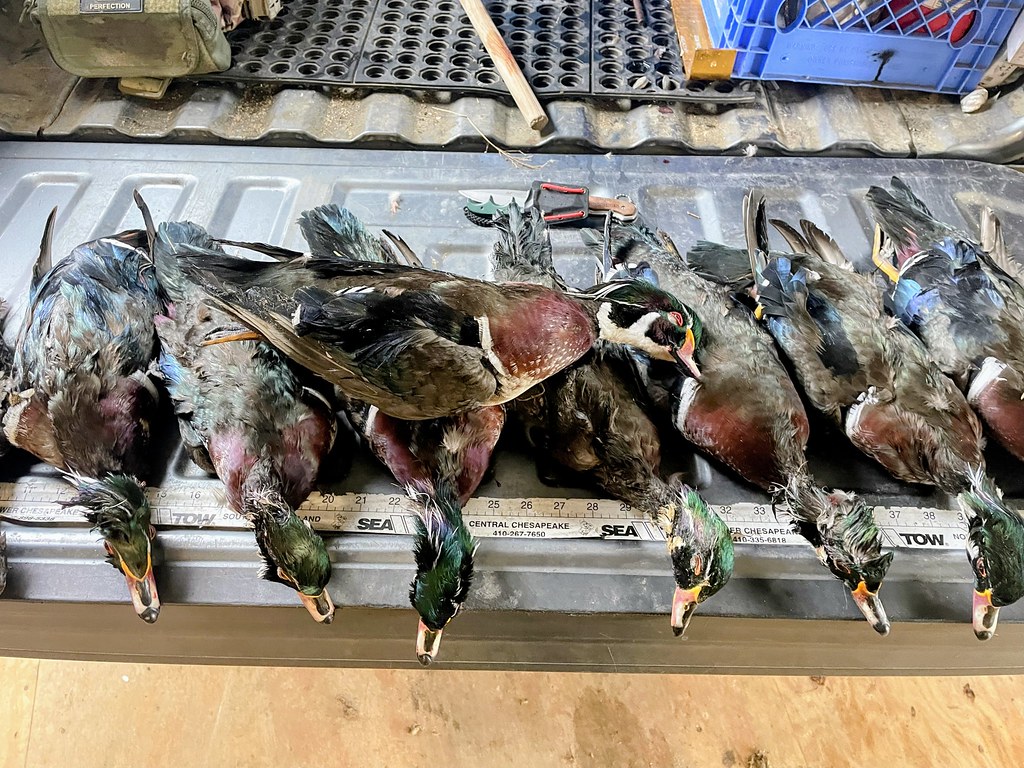 11 wood ducks seized by Natural Resources Police officers because they were shot over bait.