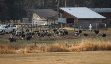 Tribunal upholds $10,000 fine against B.C. ostrich farm