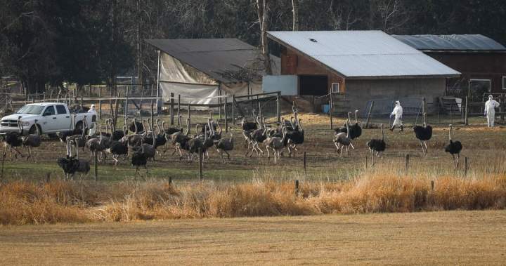 Tribunal upholds $10,000 fine against B.C. ostrich farm