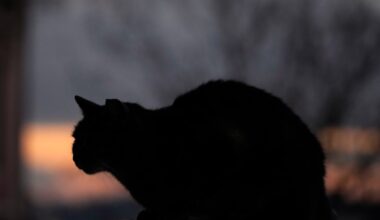 Parenthood and pet ownership aren’t the same, judge tells feuding former spouses