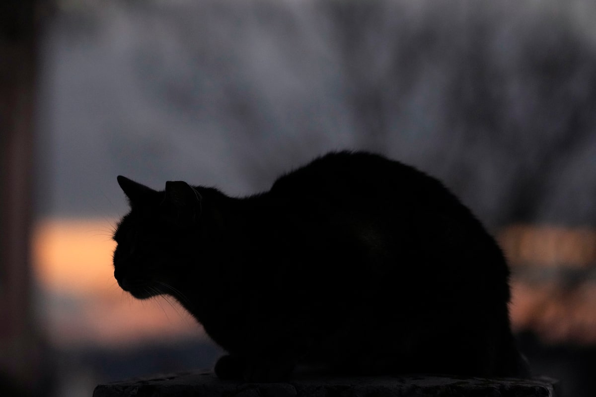 Parenthood and pet ownership aren’t the same, judge tells feuding former spouses