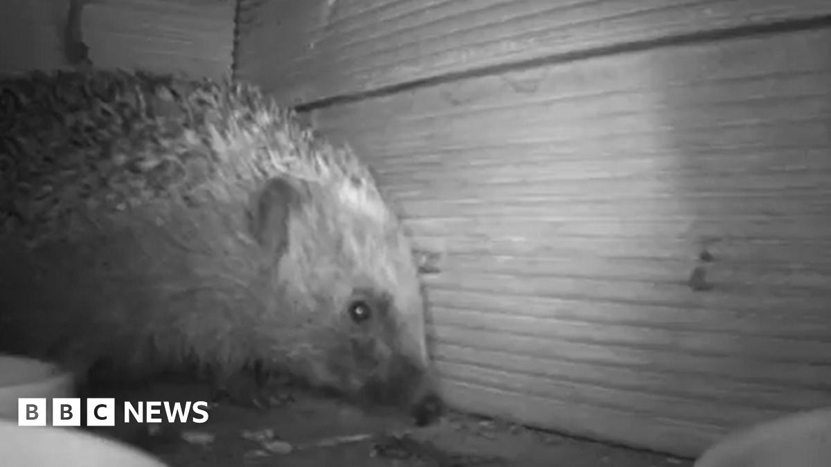 A hedgehog is seen peering over a blue-gloved hand. The animal's nose, claw and black eyes are visible together with the black and white spines.