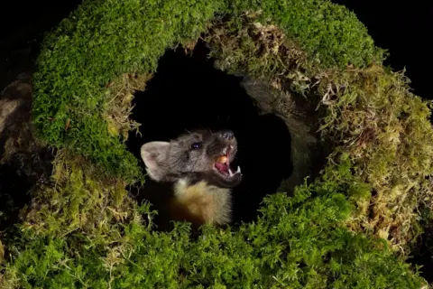 Caitlyn McDonald A pine marten peeking out from a hollow in a moss-covered tree trunk at night, with its mouth open showing sharp teeth. The surrounding moss is vibrant green, and the background is completely black, emphasizing the animal and the natural textures of the tree