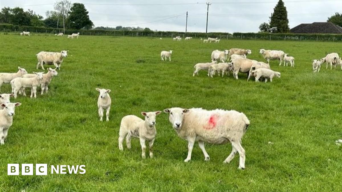 A generic image of sheep and lambs in a grass field.