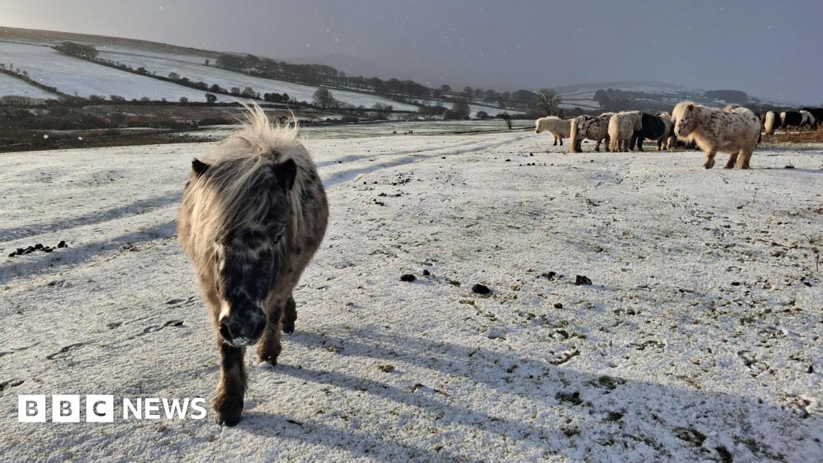 Ponies on a hill. The grass is covered in very light snow. There are hills in the background that are also covered in snow. The sky is grey.