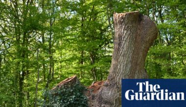 Toby Carvery owner faces eviction from north London site for felling ancient oak | Trees and forests