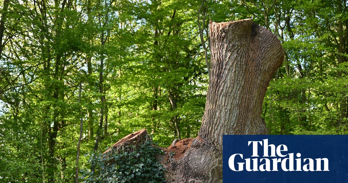Toby Carvery owner faces eviction from north London site for felling ancient oak | Trees and forests