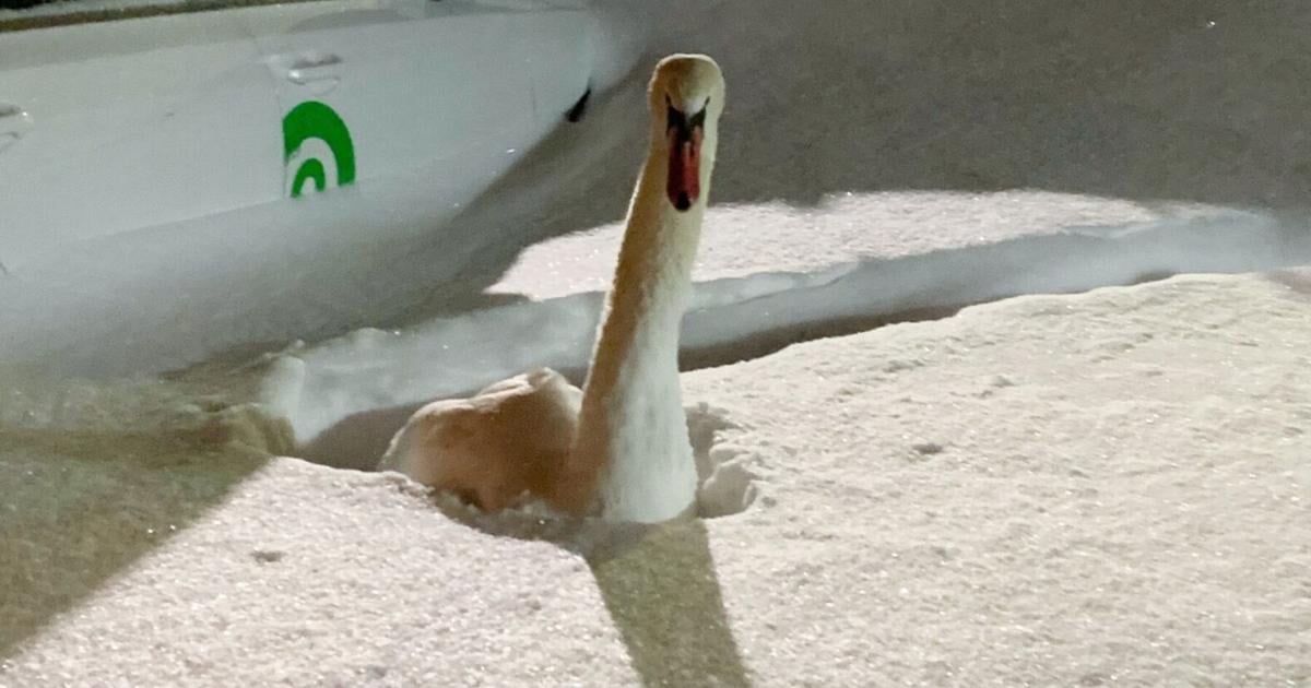 How this struggling swan was saved during Toronto’s record snowfall - thestar.com