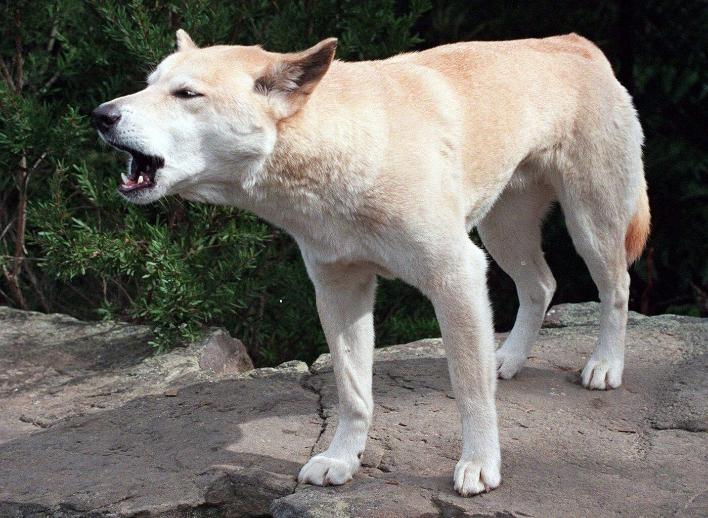 Dingo pack surrounded Canadian found dead on beach, Australian police say