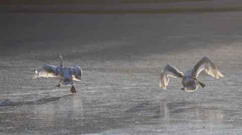 Neil Doctors Two swans trying to cross a frozen over loch - one is walking across gingerly, while the other is flying jump above the surface, wings flapping