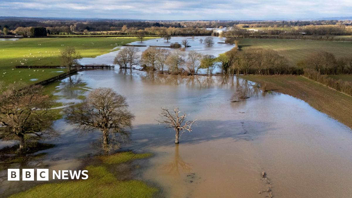 Muddy floodwaters cover green fields. Trees stick out of the water and there are sheep in the distance.