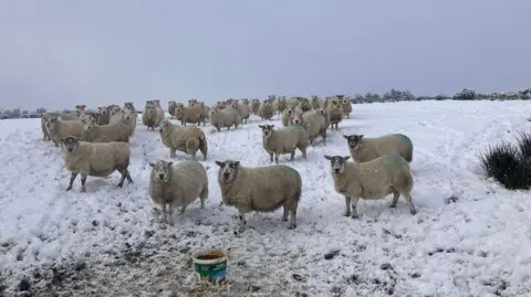 Thomas Conway Shows a flocks of sheep in the snow