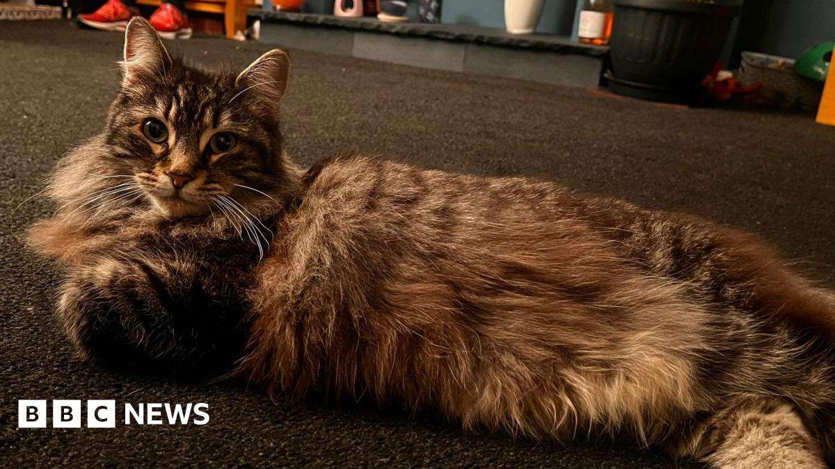 Nora a large cat laying on a carpet in a home in Elland