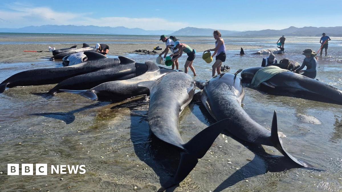 Volunteers surround nearly a dozen pilot whales, pouring buckets of water to keep them cool