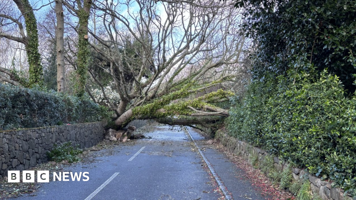 A fallen tree across a road in Penzance. It is a large tree and is blocking the road, and pavement.