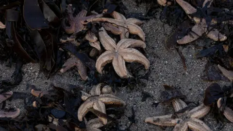 Alan Simpson Starfish on a beach among seaweed 