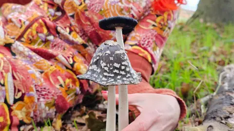 Louise Gather Magpie inkcaps a back mushroom with white spots and white stems 
