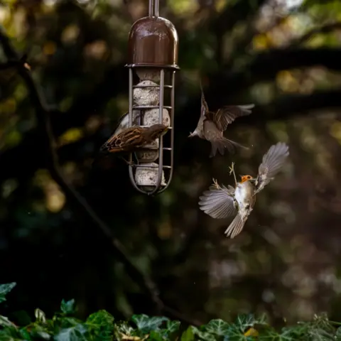 Henry Bookey Two sparrows and a robin around a bird feeder in a garden. One sparrow is perched on the feeder, with the other sparrow in mid flight next to it. The robn is flapping its wings in vain next to them.