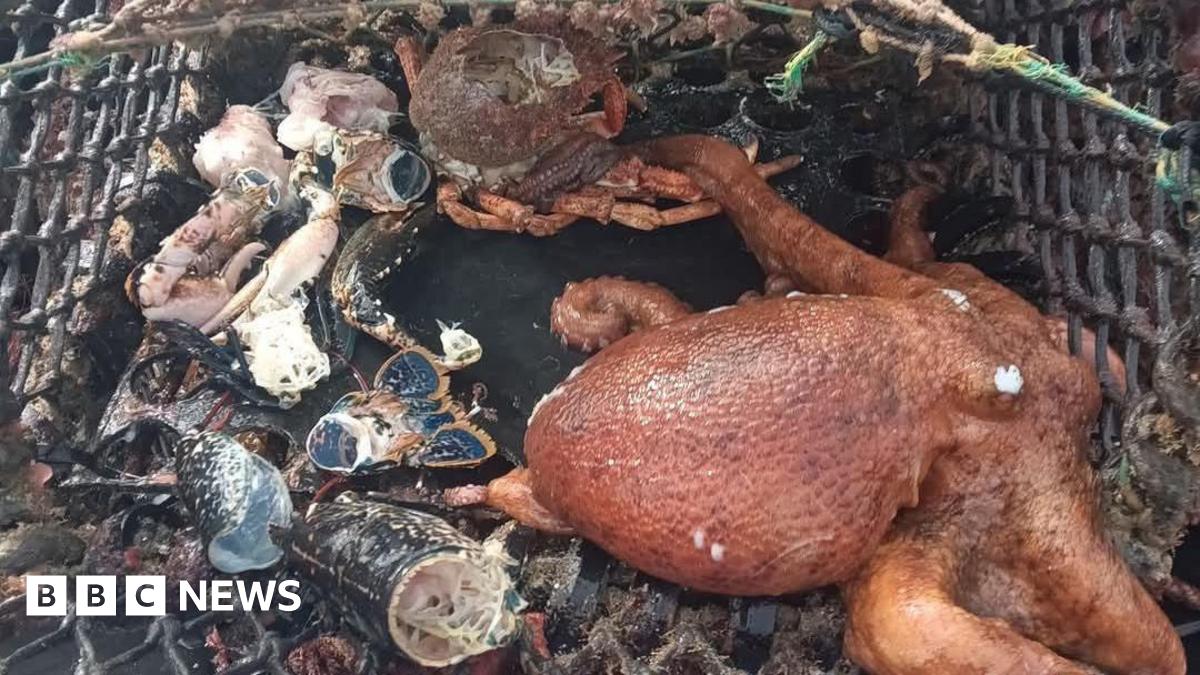 The image shows a crab pot with a number of broken crab and lobster shells. There is a large orangey-brown octopus in the pot.