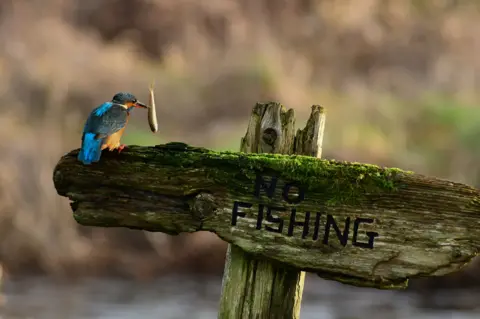 Caitlyn McDonald A colourful kingfisher perched on a weathered wooden sign covered in green moss, holding a small fish in its beak. The sign reads 'NO FISHING' in bold black letters. The background is softly blurred with earthy tones, suggesting a natural outdoor setting near water