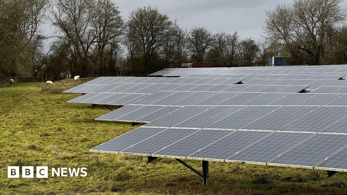Dozens of solar panels covering a field with sheep grazing behind them