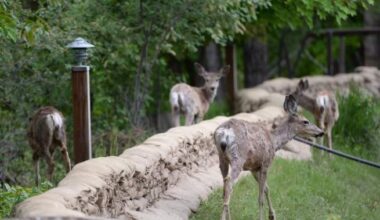 New chronic wasting disease case confirmed in deer near Jaffray, B.C.