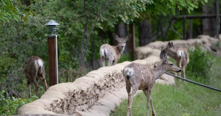New chronic wasting disease case confirmed in deer near Jaffray, B.C.