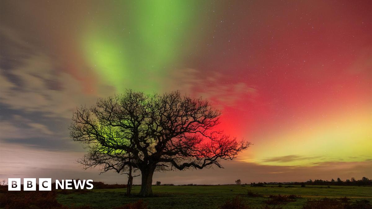 Northern Lights seen in bursts of green, pink and yellow with a tree in the foreground in Lyndhurst, Hampshire.