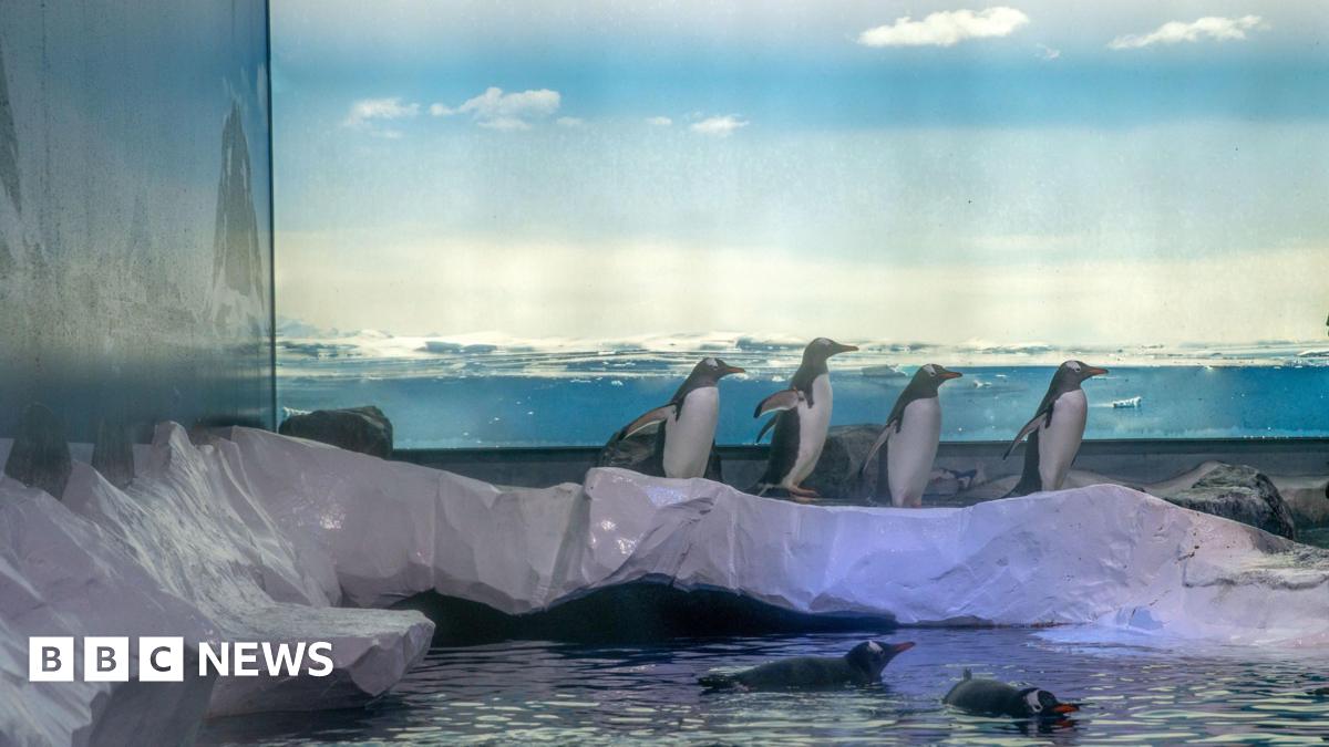 Undated handout photo of the Gentoo penguins' enclosure at Sea Life London Aquarium shows four penguin won a fake icy block and two other penguins swimming in water