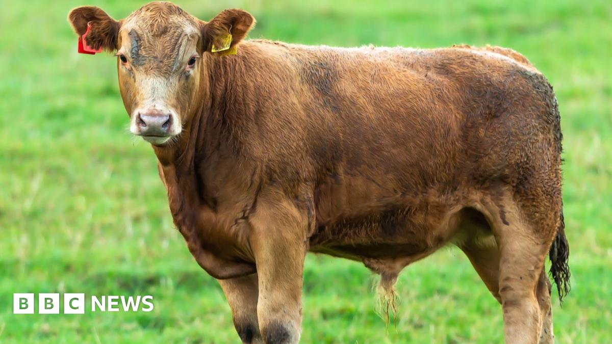 A young brown bull stands on a grassy field, facing the camera with its body slightly angled. It has one red and one yellow ear tag, and the pasture around it is lush and green.