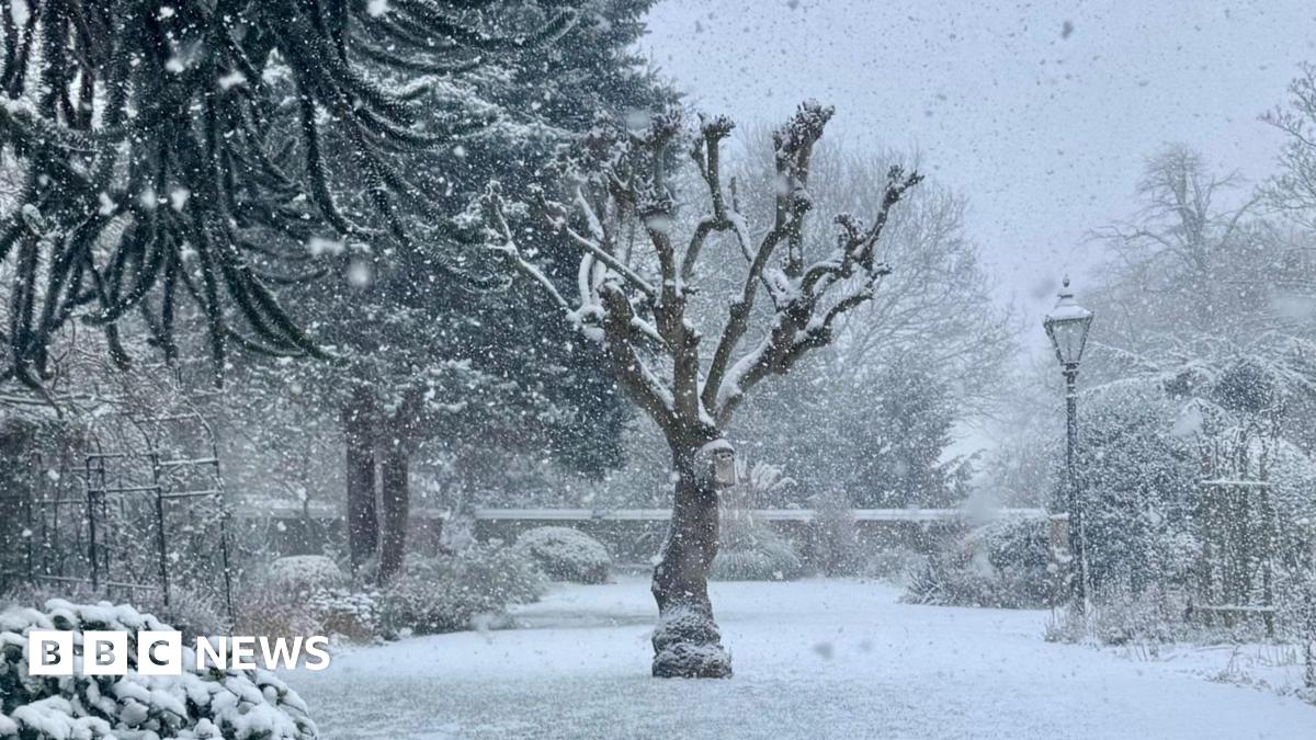 A snowy scene in someone's garden. A lone tree stands in the middle of the garden, surrounded by other trees on the edge with bushes and some lamps.