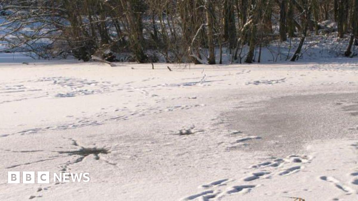 Footprints and animal tracks leading from holes in the ice on a frozen lake at Walcot Hall in Shropshire.